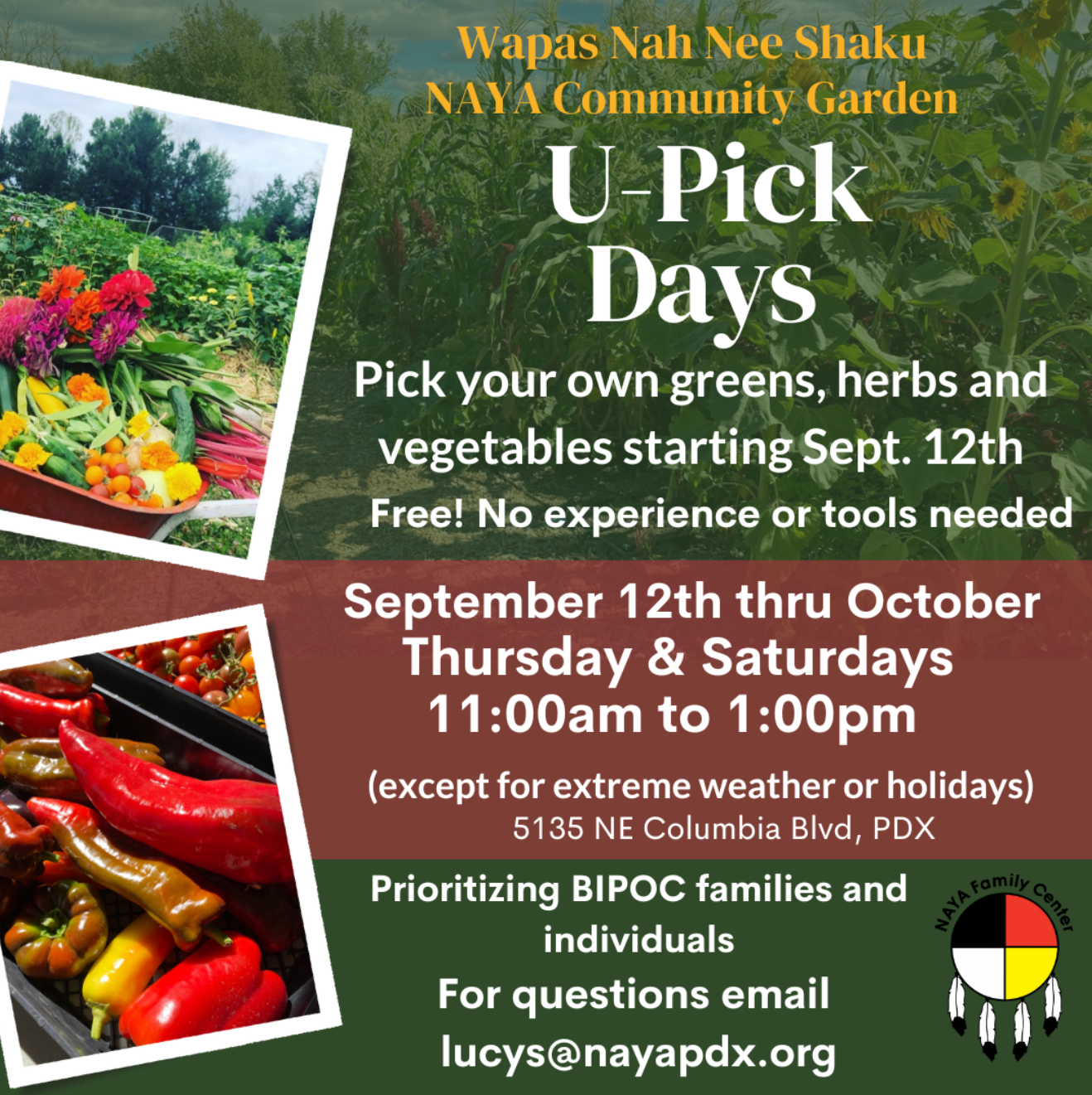 Flyer for U-Pick days at NAYA. (Sept 12 - Oct, 11 a.m. to 1 p.m.)